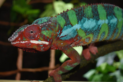 Poznajemy ŚWIAT GADÓW 