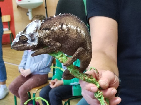 Spotkanie z gadami w małej szkole